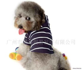 ISPET宠物服装 Polo条纹 宝蓝