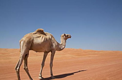 很少听说骆驼被食肉动物捕杀,难道骆驼真的没有天敌
