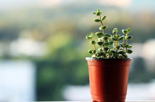 花草种植公仔怎么种植（植物公仔怎么种）