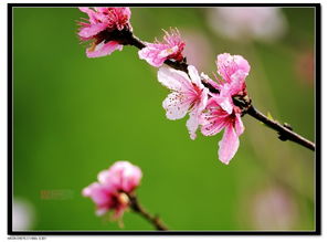 春季花卉杂拍