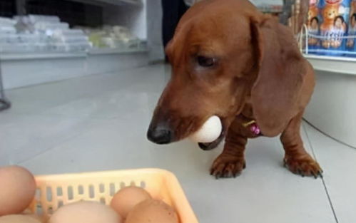 狗狗吃 鸡蛋 好处多,但怎么吃要注意,小心吃出问题
