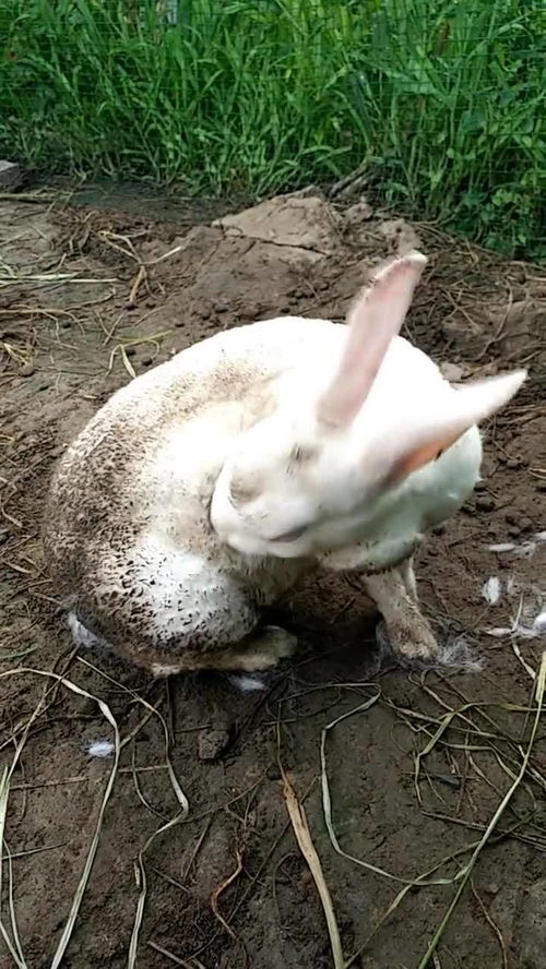 小白兔偷偷跑出去生宝宝 