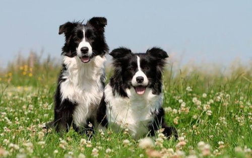 边境牧羊犬和澳洲牧羊犬,你更喜欢谁