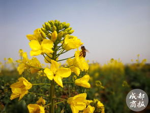 春天快来了 成都三圣花乡的油菜花都开了 