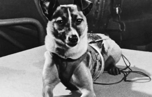 为了保障载人航天成功,小狗被苏联送上太空,它的最终结局如何
