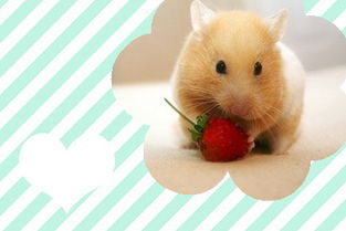 仓鼠能吃草莓吗,仓鼠能吃草莓吗吃鲜草莓还是草莓干