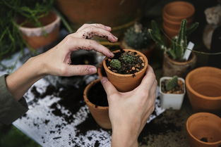 生态蔬菜种植手抄报图片（生态蔬菜种植方案）