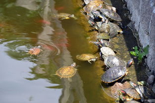 青岛湛山寺外放生池 龟满为患 这种放生要不得 