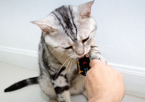 如何训练猫咪握手