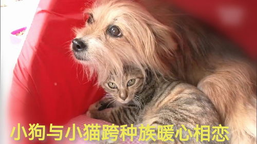 你相信小猫和小狗之间会产生爱情吗 看完这个暖心故事我信了 