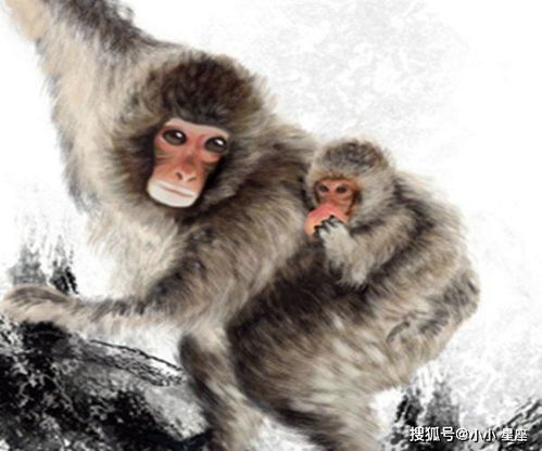 属猴人注意 出生在1956年,68年属猴人鸿运当头,赶快接福