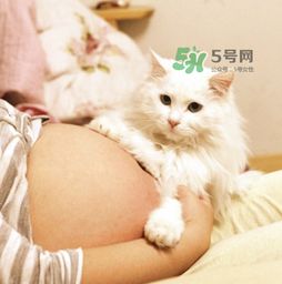 孕妇被猫抓了需要什么东西