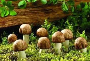 蘑菇怎么种植,蘑菇怎么种植