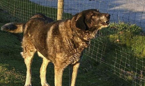 全世界体型最大的狗,它们号称狗狗中的巨无霸