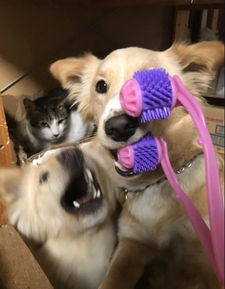 买的逗猫玩具被狗子咬过后,猫咪表示很嫌弃