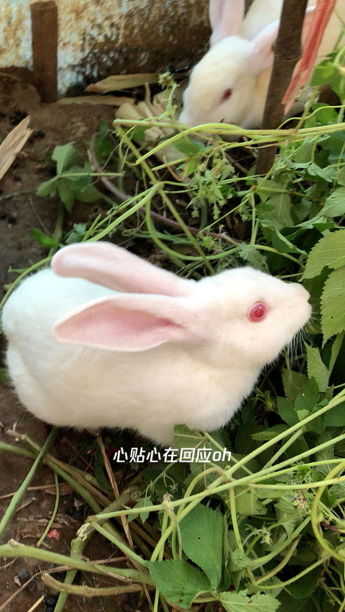 吃饭饭的大白兔 