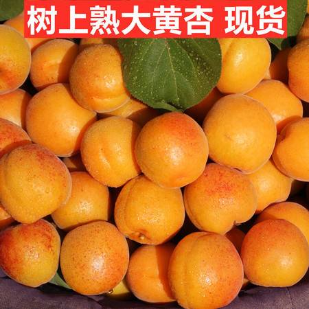 新鲜水果杏子杏5斤大黄杏酸杏子现摘现发孕妇应季当季水果