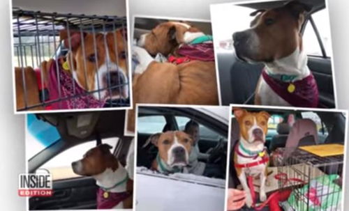 狗狗被 朋友 偷走后在2000公里外找到,志愿者接力送狗狗回家