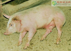 猪链球菌病 症状图谱
