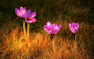 藏红花的种植方法和时间栽培种植技术,藏红花一年四季如何种植？
