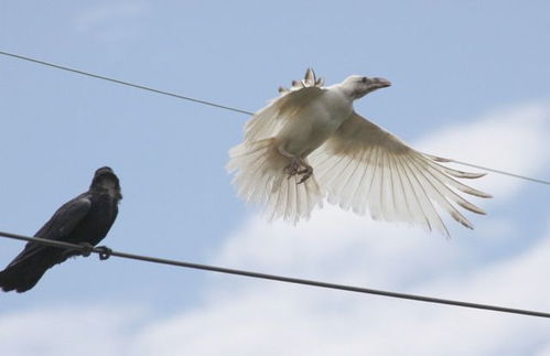 河北多地出现的黑色鸟群是乌鸦 这种乌鸦很罕见 有的会学人说话