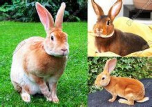 中国兔子品种大全 引入品种 雷克斯兔