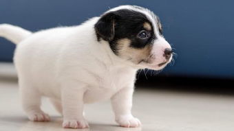 狗狗从1个月到1岁,各个时间点该怎么喂食,才能养得白白胖胖