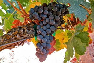 丹魄葡萄品种,葡萄品种排名前十红宝石葡萄？