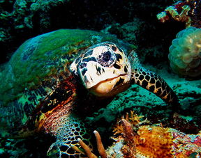 蔚蓝水世界 马尔代夫不只度假海岛 