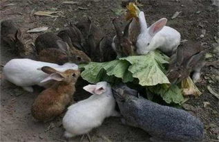养兔子的人越来越多了,但是养殖中的误区你知道吗 