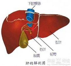 肝癌该如何治疗及护理