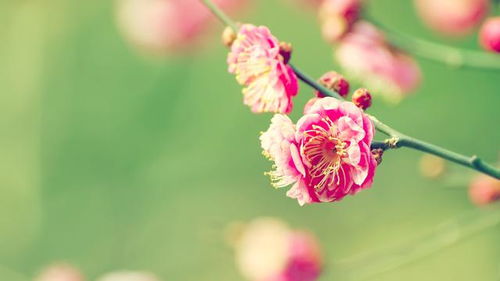 那朵花,高清壁纸图片,鲜花背景 