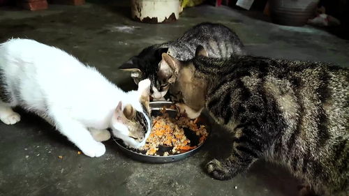 自制猫饭,三只猫吃过瘾了 