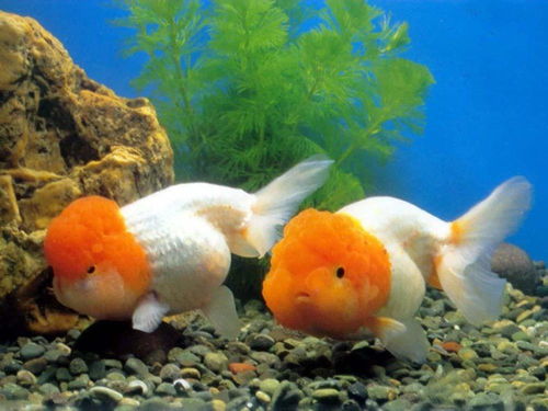 中国晋朝发现的观赏鱼,称为赤鳞鱼,传承千年,快被热带鱼代替了 