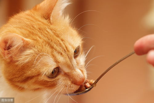 辟谣 干猫粮不适合当主食,生食对猫的健康比较好