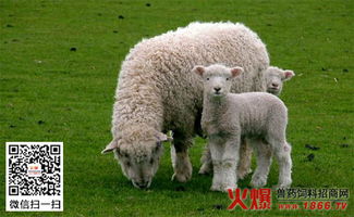 如何避免羊难产,羊难产怎么办