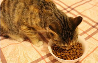 宠物闻 3个月的猫不能吃猫粮吗,吃多少猫粮