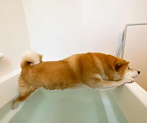 为了逃避洗澡,我家狗子在浴缸里做起了平板支撑