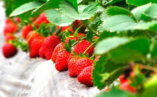 草莓西红柿品种介绍,怎么区分草莓和嘎啦果柿子？