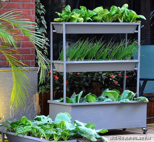 适合家庭阳台水培的蔬菜有这几种,操作简单易学