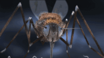 你见过蚊子掉头跑,比蚊帐还管用的驱蚊神器吗