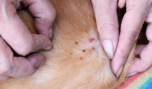 寄生虫对狗狗健康威胁很大,教你检查狗狗身上有没有寄生虫