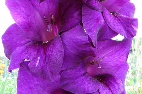紫色的花有哪些及花名图片,十大最浪漫的花？