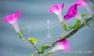 关于牵牛花写二百字