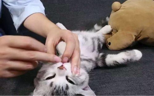 猫咪吃药后口吐白沫,是因为主人 宠物专家 这样喂药猫咪很享受