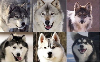 图解西伯利亚雪橇犬与狼的联系和区别