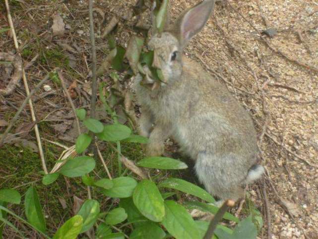 澳大利亚野兔疯狂繁殖,已突破100亿只,如果放到中国能吃几年