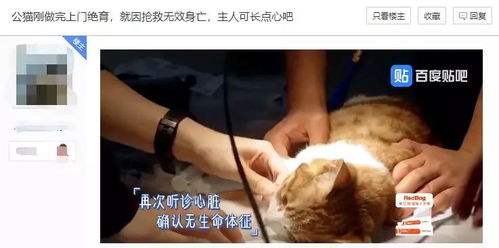 上门绝育 上门打疫苗 我看是登门要猫命