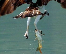 老鹰捕鱼精彩连拍 