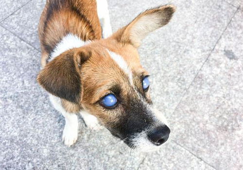 狗狗白内障和青光眼是同一个疾病 外表相似,本质却毫不相同